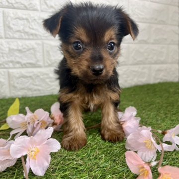 ヨークシャーテリア【宮崎県・女の子・2026年2月4日・スチールブルー&タン】の写真「おっとり穏やかな女の子です😊」