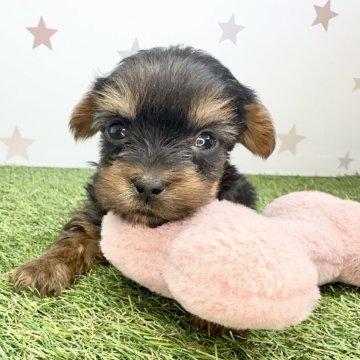 ヨークシャーテリア【宮崎県・男の子・2025年2月11日・スチールブルー&タン】の写真「小柄な男の子🐶」