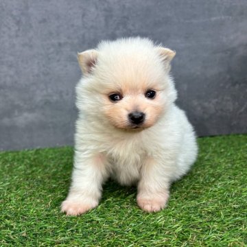 ポメラニアン【宮崎県・女の子・2025年11月16日・クリーム】の写真「コロコロボディな女の子💖」