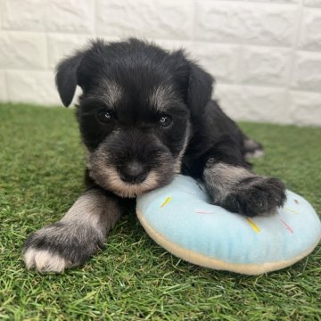 ミニチュアシュナウザー【宮崎県・女の子・2025年10月6日・ブラック&シルバー】の写真「寂しがり屋な女の子♥️」