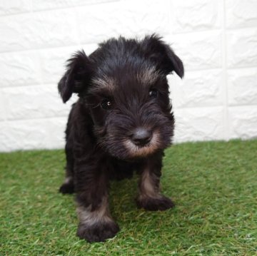 ミニチュアシュナウザー【宮崎県・女の子・2025年9月28日・ブラック&シルバー】の写真「きょうだいの中で一番小さな女の子です。」