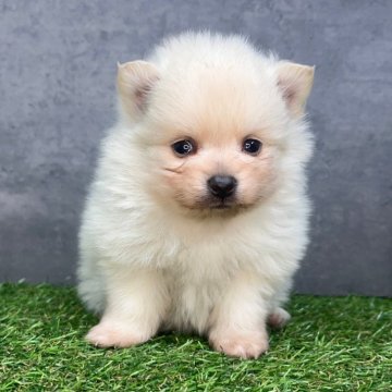 ポメラニアン【宮崎県・女の子・2025年11月16日・クリーム】の写真「人懐っこい女の子💗」