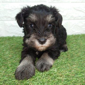 ミニチュアシュナウザー【宮崎県・男の子・2025年9月28日・ブラック&シルバー】の写真「マイペースな男の子です！」