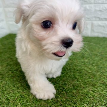 マルチーズ【宮崎県・男の子・2025年7月11日・ホワイト】の写真「マイペースな男の子🐶」