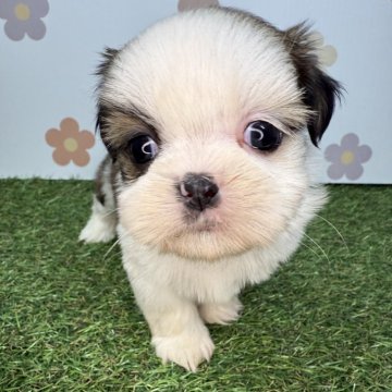 シーズー【宮崎県・男の子・2025年10月12日・ゴールド&ホワイト】の写真「おっとりマイペースな男の子👦」