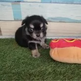 チワワ(ロング)【宮崎県・男の子・2025年6月20日・ブラックタン&ホワイト】の写真1