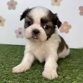 シーズー【宮崎県・女の子・2025年10月12日・ゴールド&ホワイト】の写真1