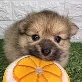 ポメラニアン