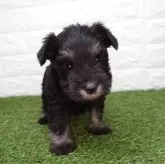 ミニチュアシュナウザー【宮崎県・女の子・2025年9月28日・ブラック&シルバー】の写真1