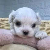 マルチーズ