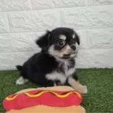 チワワ(ロング)【宮崎県・男の子・2025年6月20日・ブラックタン&ホワイト】の写真1