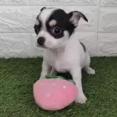 チワワ(スムース)