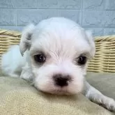 マルチーズ