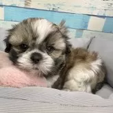 シーズー【宮崎県・男の子・2025年4月14日・ゴールド&ホワイト】の写真2