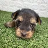 ヨークシャーテリア【宮崎県・女の子・2025年10月6日・スチールブルー&タン】の写真2