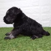 ミニチュアシュナウザー【宮崎県・女の子・2025年9月28日・ブラック&シルバー】の写真2