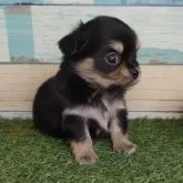 チワワ(ロング)【宮崎県・男の子・2025年6月20日・ブラックタン&ホワイト】の写真6