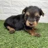 ヨークシャーテリア【宮崎県・女の子・2025年10月6日・スチールブルー&タン】の写真3