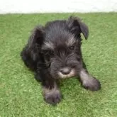 ミニチュアシュナウザー【宮崎県・女の子・2025年9月28日・ブラック&シルバー】の写真4