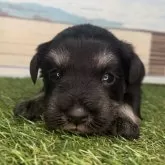 ミニチュアシュナウザー【宮崎県・男の子・2025年2月1日・ブラック&シルバー】の写真9