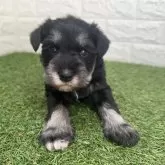 ミニチュアシュナウザー【宮崎県・女の子・2025年10月6日・ブラック&シルバー】の写真3