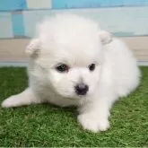 ポメラニアン【宮崎県・男の子・2025年4月22日・クリーム】の写真8