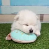 ポメラニアン【宮崎県・男の子・2025年4月22日・クリーム】の写真5