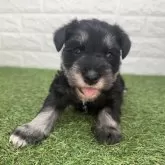 ミニチュアシュナウザー【宮崎県・女の子・2025年10月6日・ブラック&シルバー】の写真5