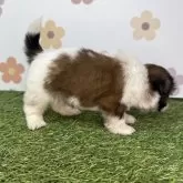 シーズー【宮崎県・女の子・2025年10月12日・ゴールド&ホワイト】の写真6