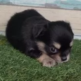 チワワ(ロング)【宮崎県・男の子・2025年6月20日・ブラックタン&ホワイト】の写真9