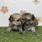 チワワ(ロング)【宮崎県・女の子・2025年11月17日・セーブル&ホワイト】の写真5「弟と一緒に✨右が私だよ💕」