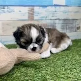 シーズー【宮崎県・男の子・2025年4月14日・ゴールド&ホワイト】の写真8