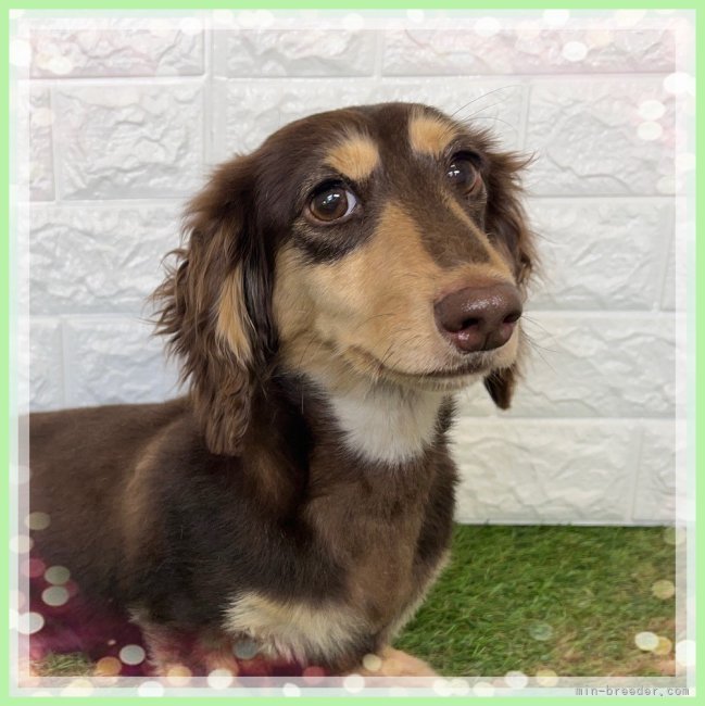 ミニチュアダックスフンド(ロング)【・女の子・2022年8月13日・チョコレート&amp;タン】