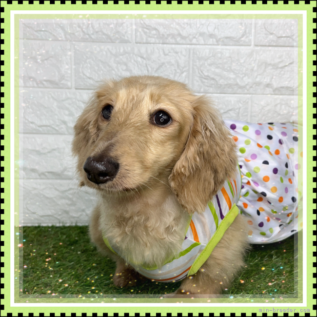 ミニチュアダックスフンド(ロング)【・女の子・2021年8月26日・イエロー】