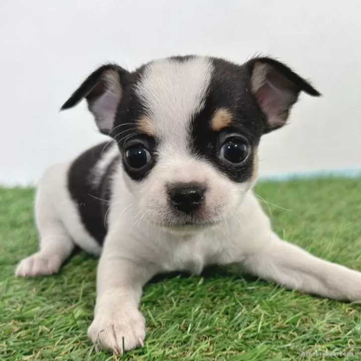 ID：2403-04559の子犬