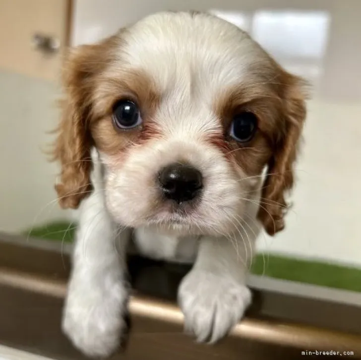 ID：2308-06000の子犬