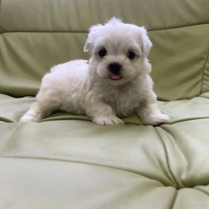 ID：2310-05089の子犬