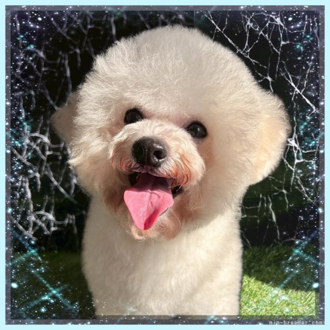 ビションフリーゼ【・男の子・2020年4月7日・ホワイト】