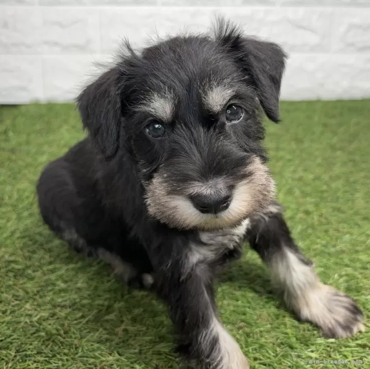 ID:2407-06936の子犬