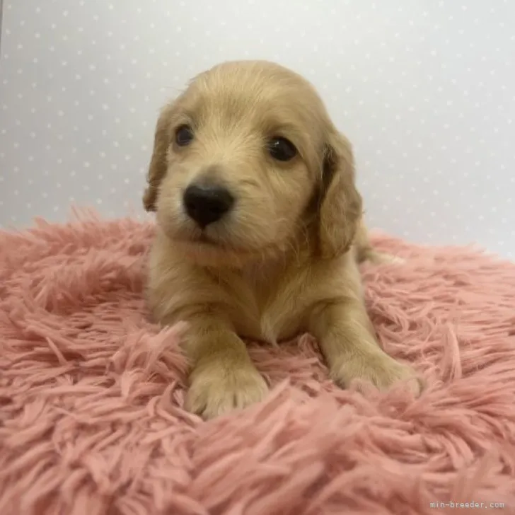 ID：2303-04205の子犬