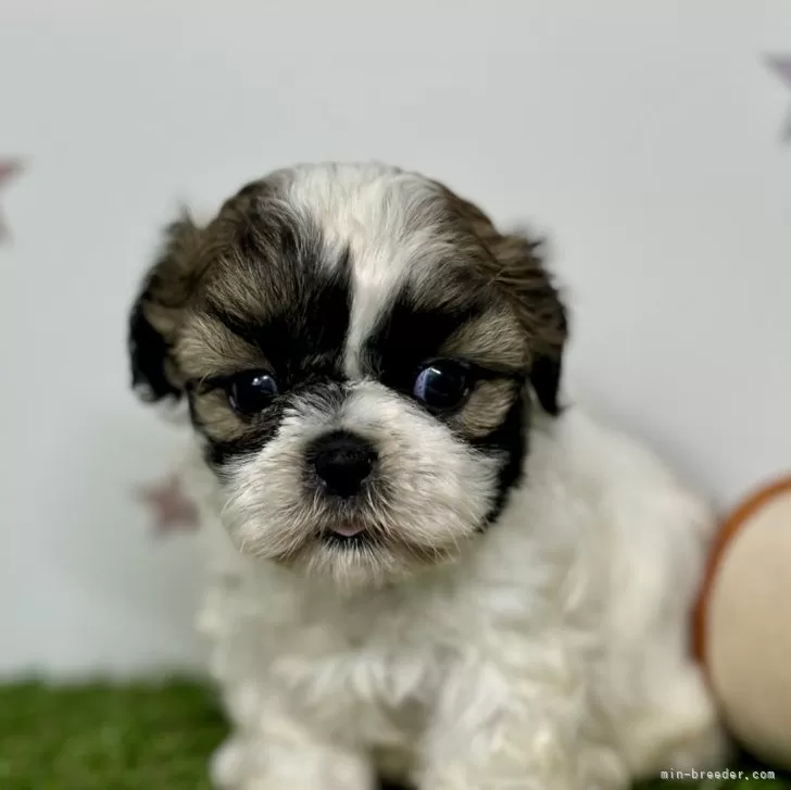 ID:2406-04340の子犬