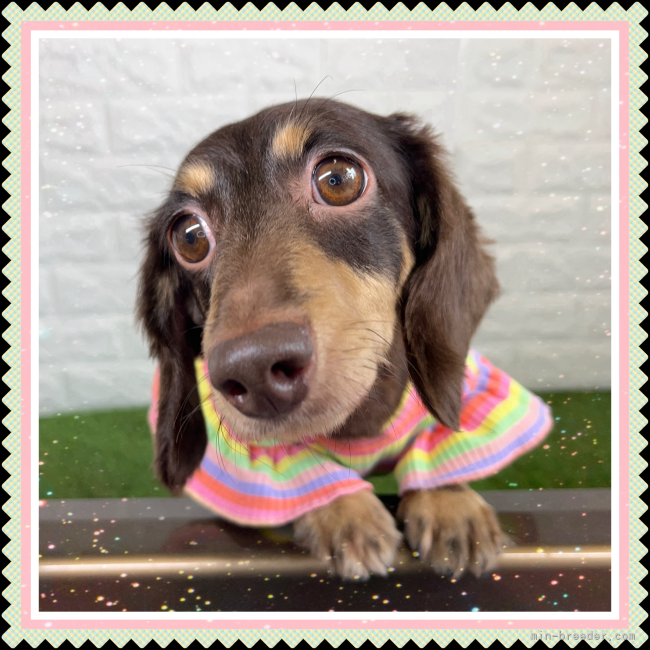 ミニチュアダックスフンド(ロング)【・女の子・2021年3月10日・チョコレート&amp;イエロー】