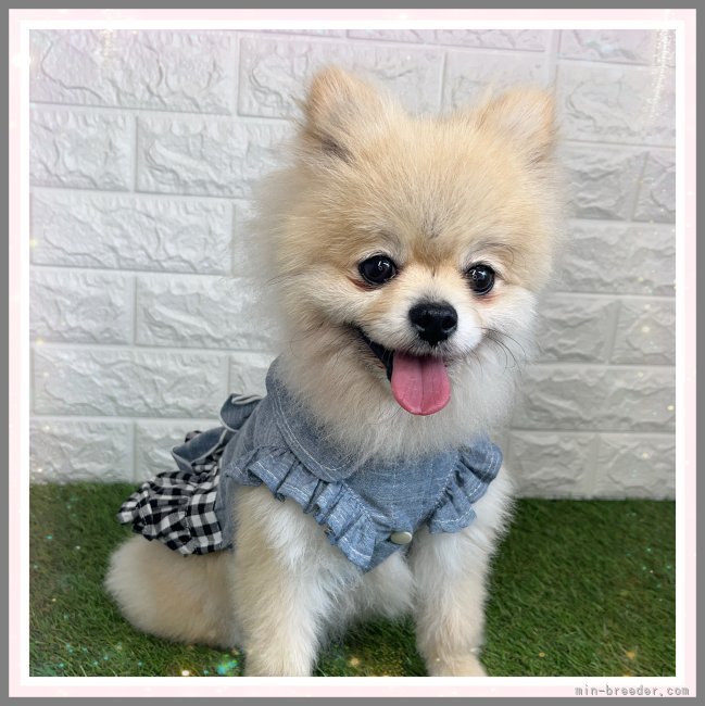 ポメラニアン【・女の子・2021年4月17日・オレンジ】