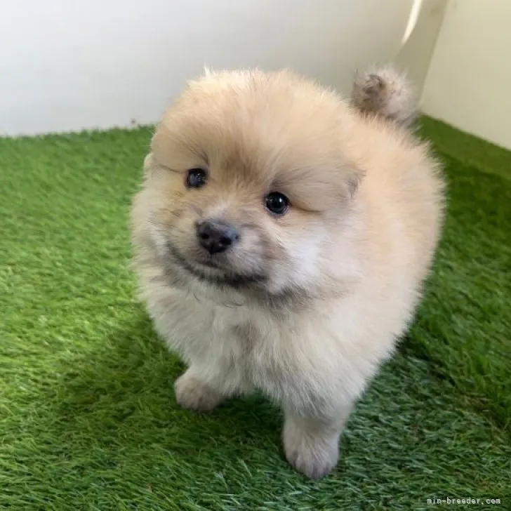 ID：2305-00500の子犬