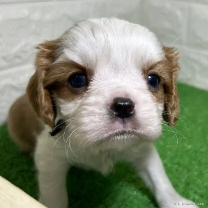 ID:2308-05962の子犬