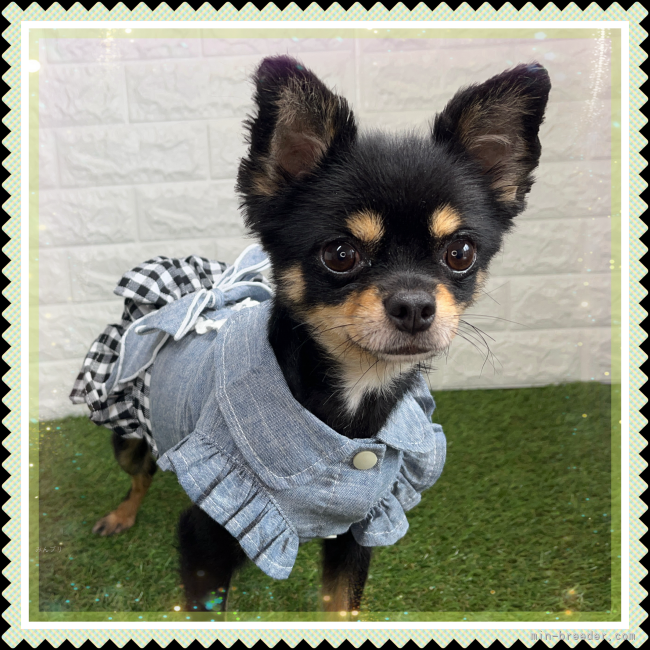 チワワ(ロング)【・女の子・2021年9月8日・ブラック&amp;タン】