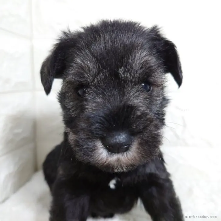 ID：2311-06624の子犬