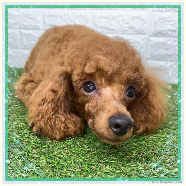 トイプードル(トイ)【・男の子・2024年4月8日・レッド】