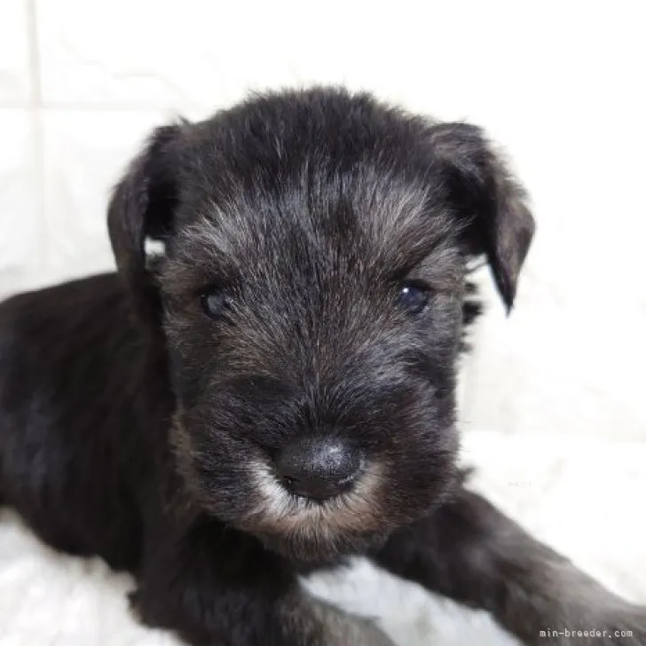 ID:2311-06622の子犬