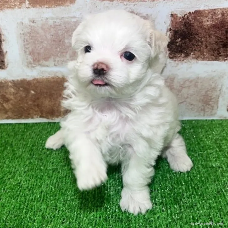 ID：2307-04947の子犬